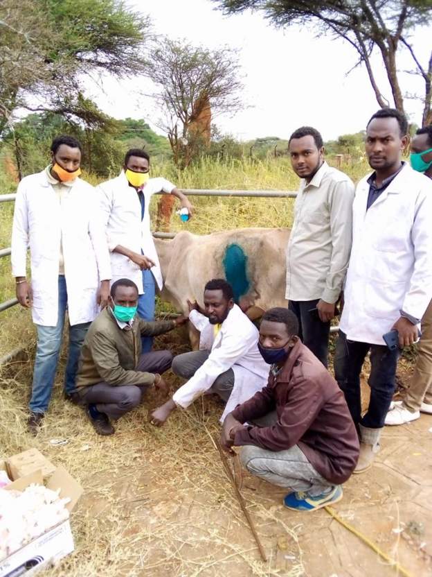 Vets remove 50kg of plastic from cow's stomach
