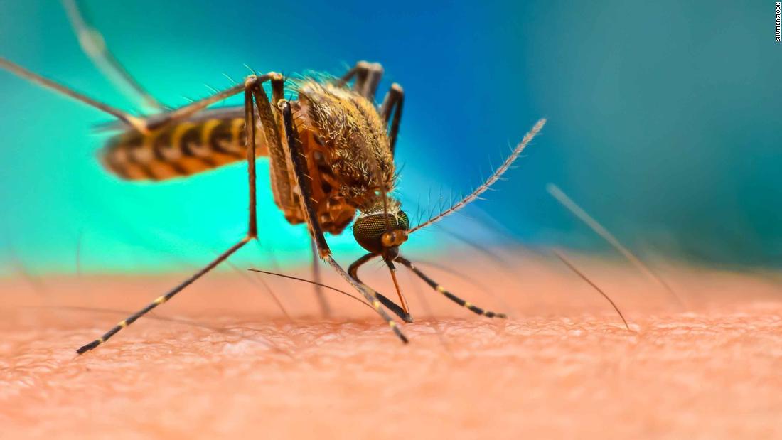 genetically engineered mosquitoes