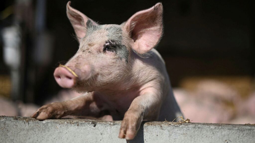 Organs of dead pigs brought back to life in an important breakthrough