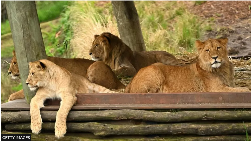 Five lions escape exhibit at Australian zoo