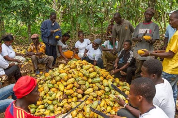 Cocoa farmers to enjoy tremendous pension opportunities — COCOBOD – Skyy Power FM