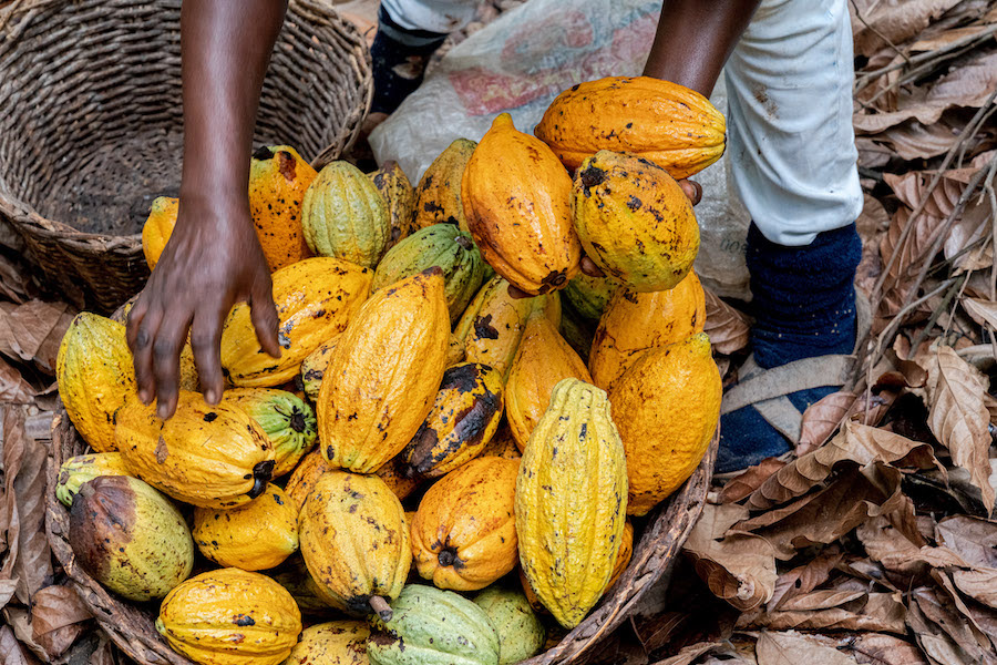 Chief farmer appeals to Government to increase cocoa price this season – Skyy Power FM