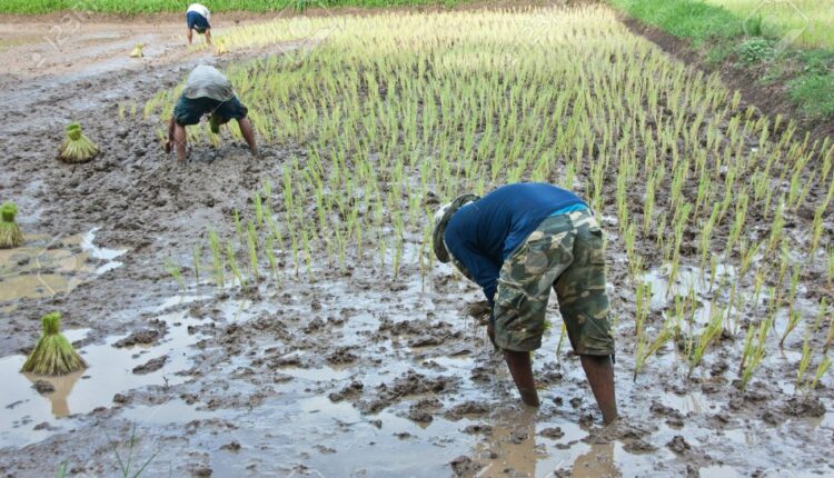 Farmers admonished to prepare adequately towards rainy season – Skyy Power FM