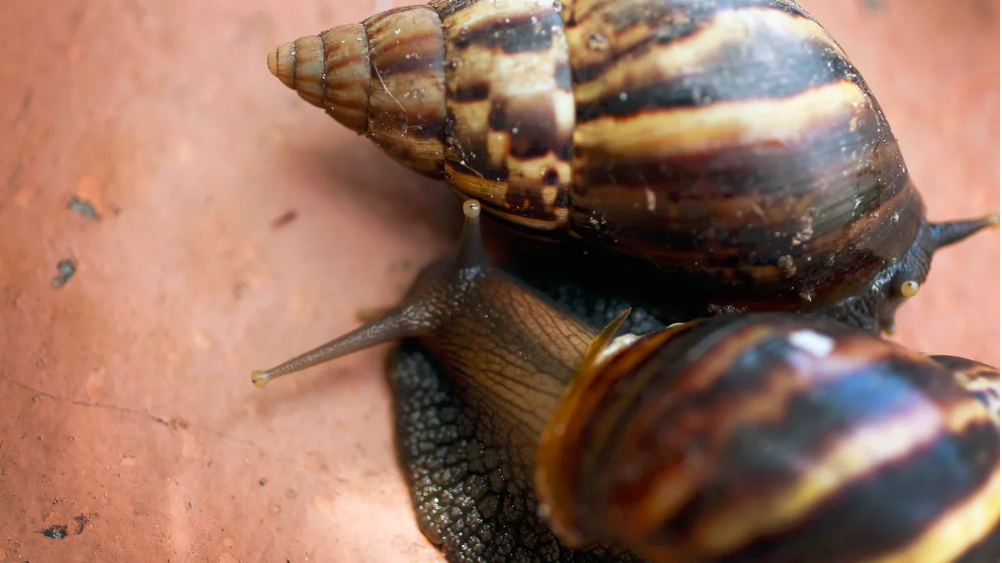 Parts of Florida’s Broward County under quarantine after giant African land snails’ were detected