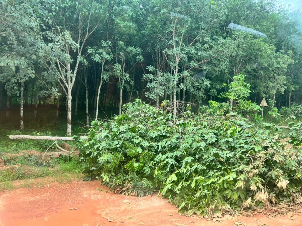Chiefs condemn destruction of 33K rubber trees of GREL – Skyy Power FM