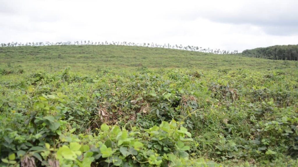 Destruction of 33k GREL rubber trees a setback in Ghana’s agriculture drive – GAWU – Skyy Power FM