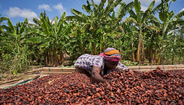 Western-South Region to pollinate 43,000 hectares of cocoa – COCOBOD – Skyy Power FM
