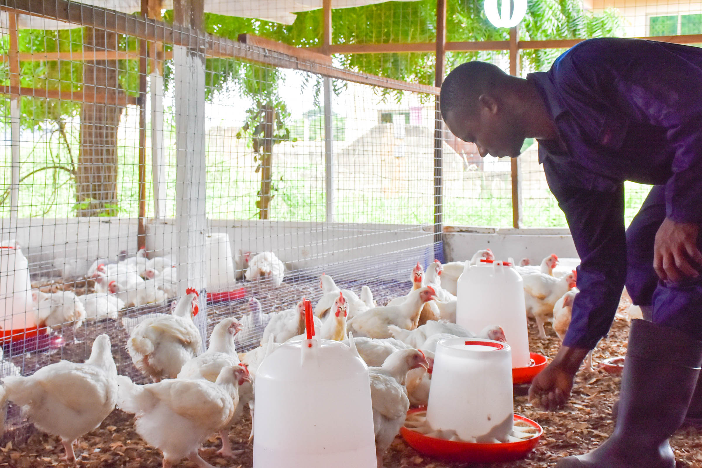 Poultry farmers in Western Region demand GHs789,565 compensation from gov't