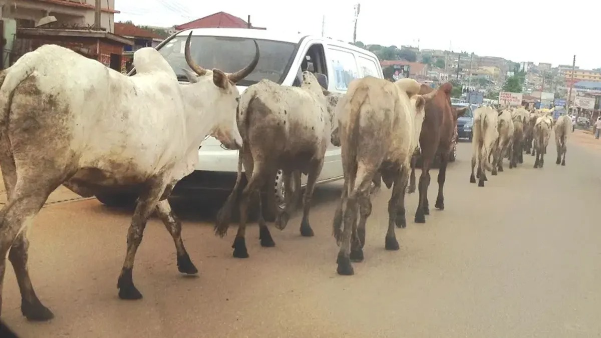 STMA task force embarks on exercise to arrest stray animals